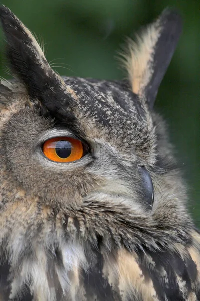 Closeup View Eagle Owl Wild Nature — Stock Photo, Image