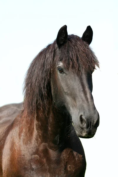 Bonito Cavalo Selvagem Natureza Fotografia De Stock