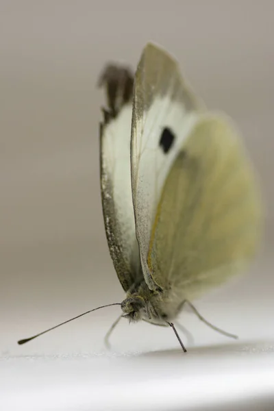 Widok Bliska Piękny Kolorowy Motyl — Zdjęcie stockowe