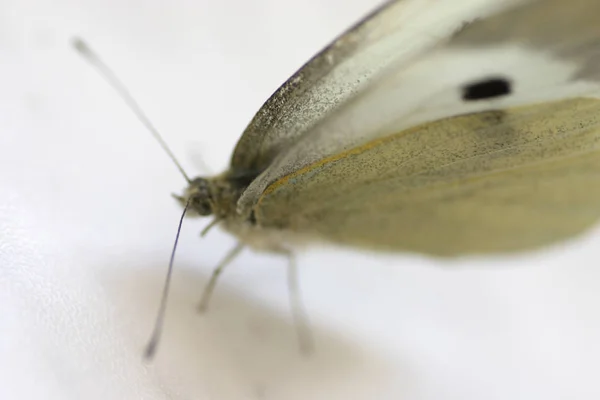 Closeup Bug Wild Nature — Stock Photo, Image