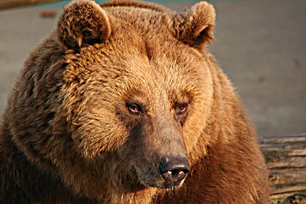 Πανίδα Καφέ Αρκούδα Ζώα Άγρια Ζωή — Φωτογραφία Αρχείου