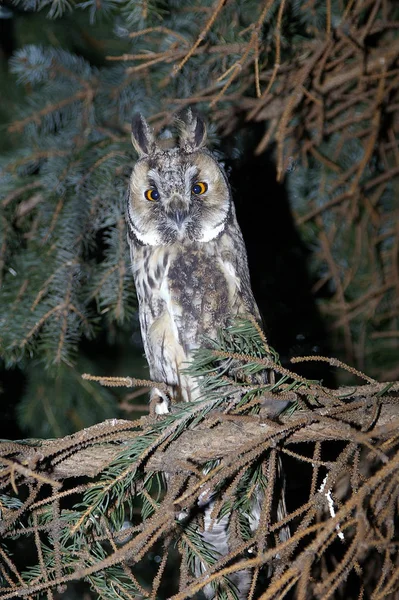 Vacker Utsikt Över Vacker Fågel Naturen — Stockfoto