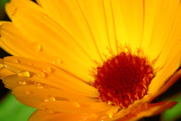 Marigold Flower Petals Flora Bloom — Stock Photo, Image