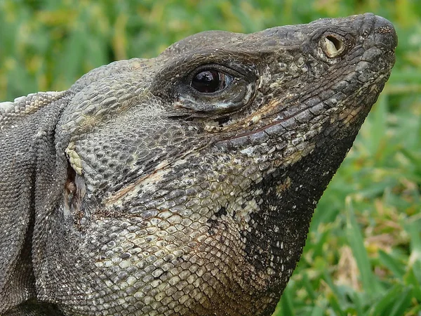 Animal Sauvage Lézard Reptile Iguane — Photo