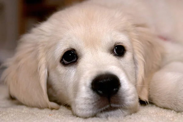 Cute Golden Retriver Background Close — Photo