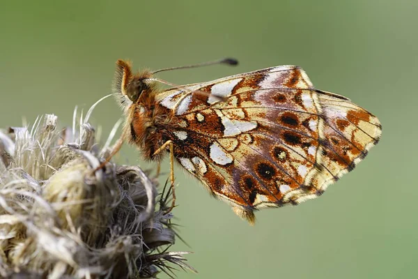 Teve Fritilário Violeta Chuva Boloria Dia Sol Tarde Dia Mola — Fotografia de Stock