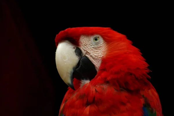 Tropische Papegaai Vogel Flora Fauna — Stockfoto