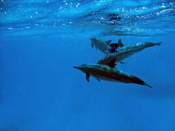 Yunus Balığı Hayvanı — Stok fotoğraf