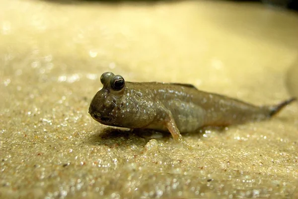 Carta Parati Tema Marino Colpo Subacqueo — Foto Stock