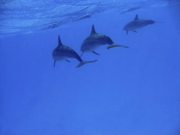 Delfines Peces Acuáticos Animales — Foto de Stock