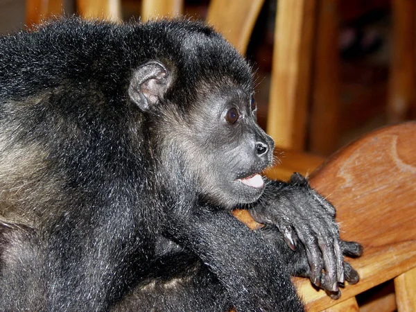 Linda Year Old Howler Monkey Females Costa Rica — стоковое фото