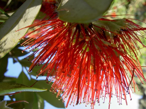 New Zealand Christmas Tree Flowers — Stock Photo, Image