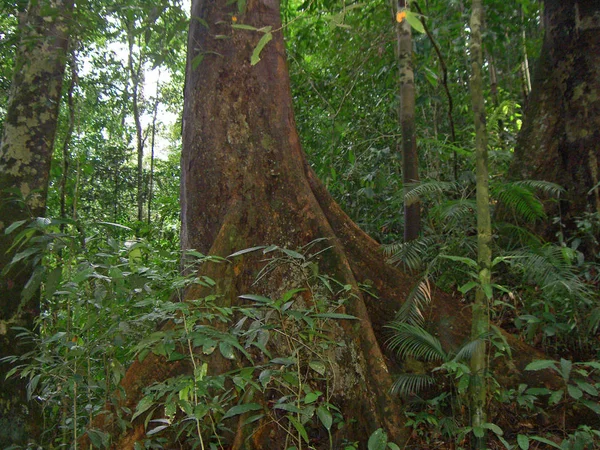 Hermoso Paisaje Del Bosque —  Fotos de Stock