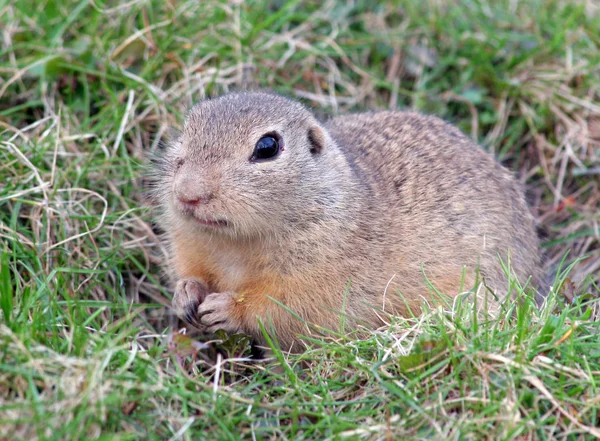 Ardilla Tierra Roedor Marmotini — Foto de Stock