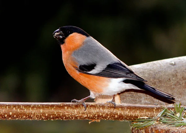 Malebný Pohled Bullfinch Divoké Přírodě — Stock fotografie