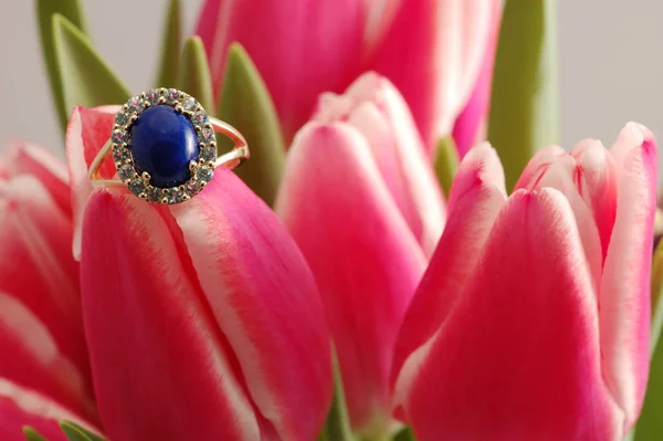美しい春のチューリップの花植物 — ストック写真