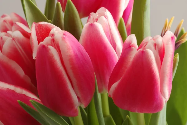 Frühling Schöne Frühling Tulpen Blumen Flora — Stockfoto