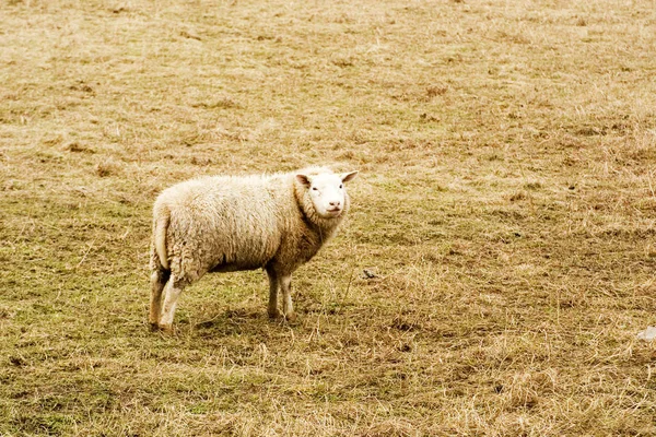 Ovejas Domésticas Pasto —  Fotos de Stock