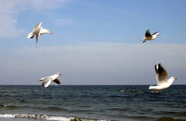 Vue Panoramique Bel Oiseau Nature — Photo