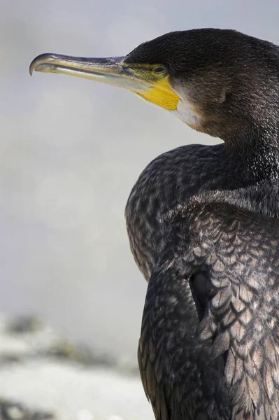 Malebný Pohled Krásné Kormorán Pták Přírodě — Stock fotografie