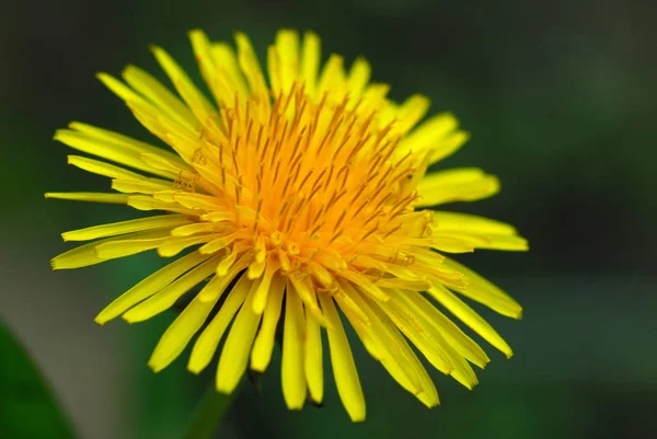 Primo Piano Vista Del Fiore Naturale Tarassaco — Foto Stock