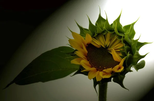 Zonnebloem Close Uitzicht — Stockfoto