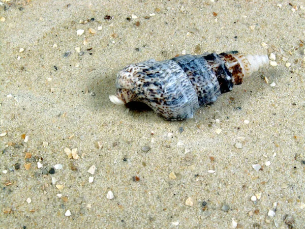 Conchas Marinhas Conchas Verão — Fotografia de Stock