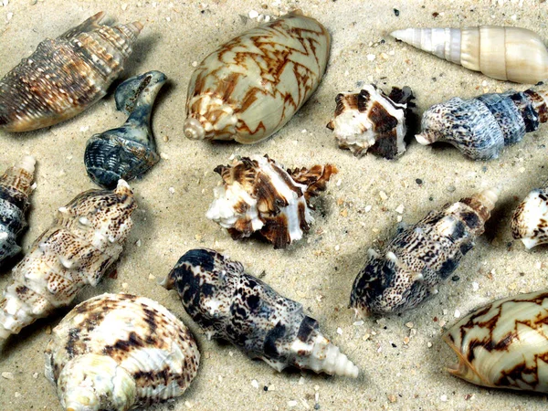 Sea Shells Mussels Shells — Stock Photo, Image