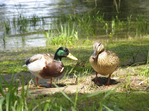 Aussichtsreiche Aussicht Auf Schöne Vögel Der Natur — Stockfoto