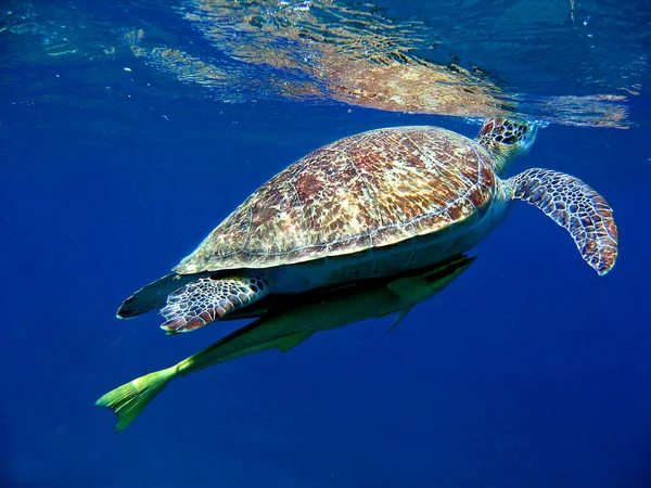 Tartaruga Tropicale Animale Fauna Naturale — Foto Stock