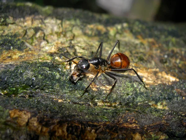 Semut Hutan Raksasa — Stok Foto