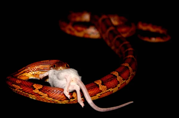 Scenic View Majestic Dangerous Snake — Stock Photo, Image