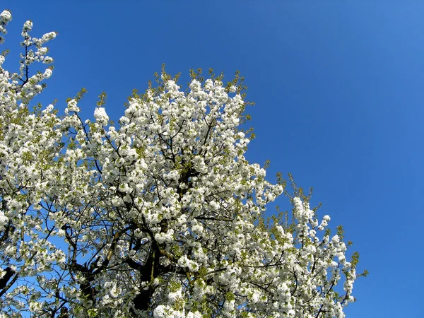 桜の花春の植物 — ストック写真