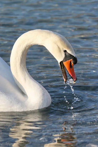 白鳥の肖像画は喉が渇いたかのように見えます — ストック写真