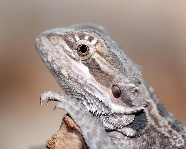 Küçük Kazığımız Bir Haftadır Bizimle — Stok fotoğraf