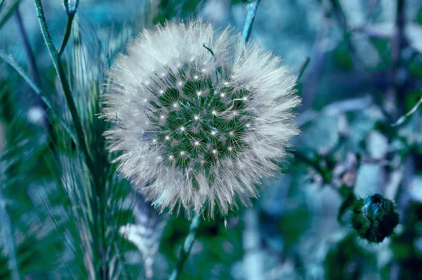 昼間は牧草地の上のタンポポを閉じて — ストック写真