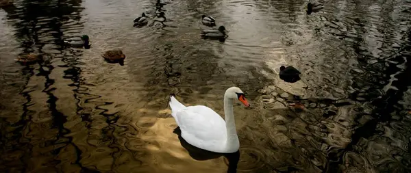 Aussichtsreiche Aussicht Auf Schöne Vögel Der Natur — Stockfoto