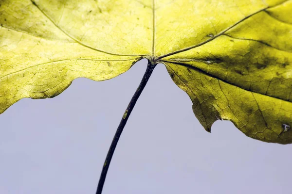 木の葉花の葉 — ストック写真