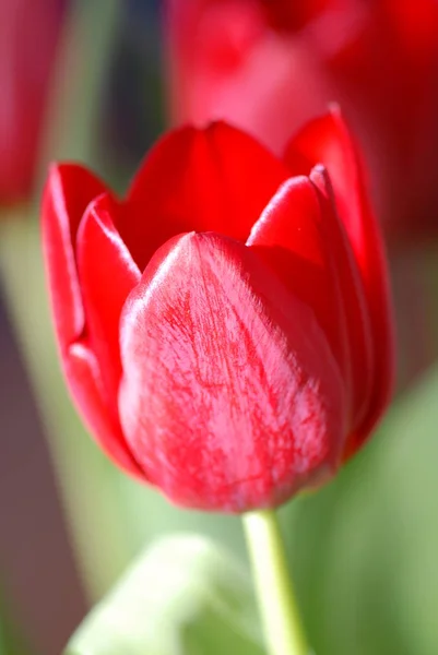 Frühling Schöne Frühling Tulpen Blumen Flora — Stockfoto