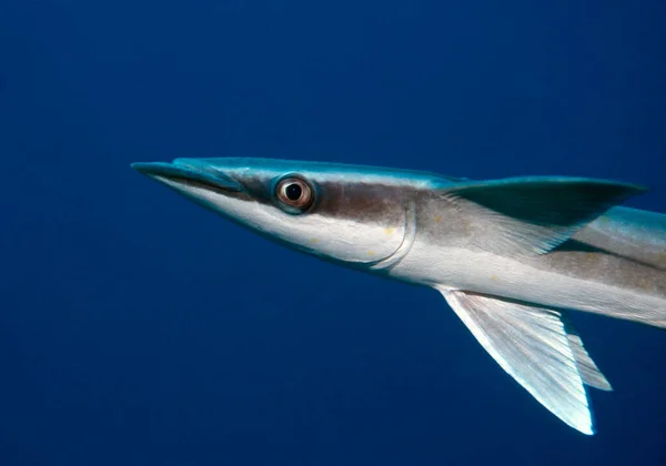 Randig Remora Även Remora Fäster Sig Genom Sugning Huvudet Större — Stockfoto