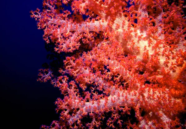 Μαλακά Κοράλλια Βαθιά Νερά — Φωτογραφία Αρχείου