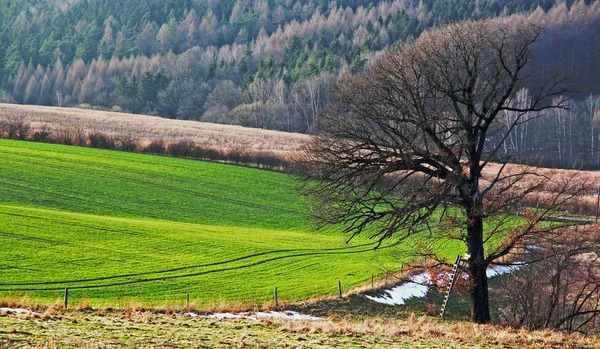 Vista Pittoresca Della Scena Della Natura — Foto Stock