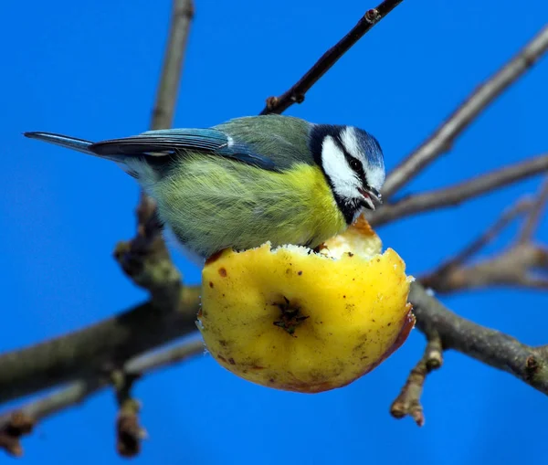 Vedere Pitorească Păsărilor Frumoase Natură — Fotografie, imagine de stoc