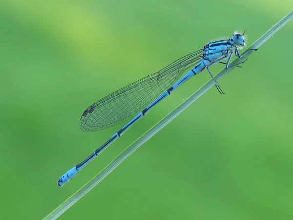 Libélula Insecto Naturaleza Entomología — Foto de Stock