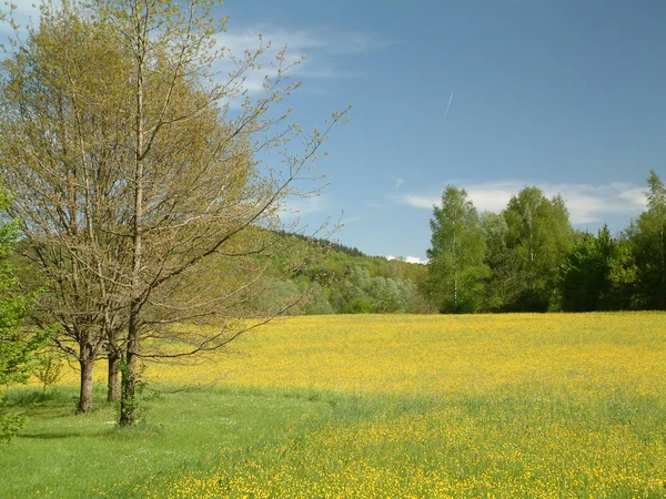 Schöne Aussicht Auf Die Natur — Stockfoto