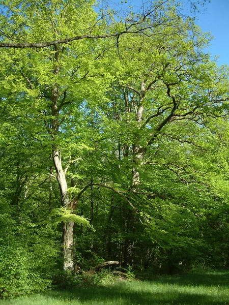 Pittoresk Uitzicht Natuur — Stockfoto