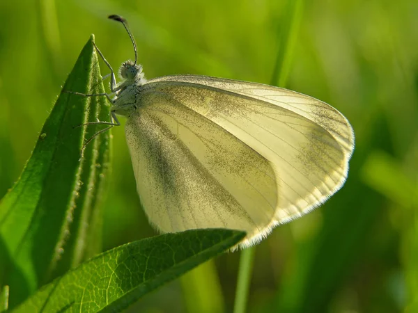 生息地での蝶のクローズアップ野生の概念は — ストック写真