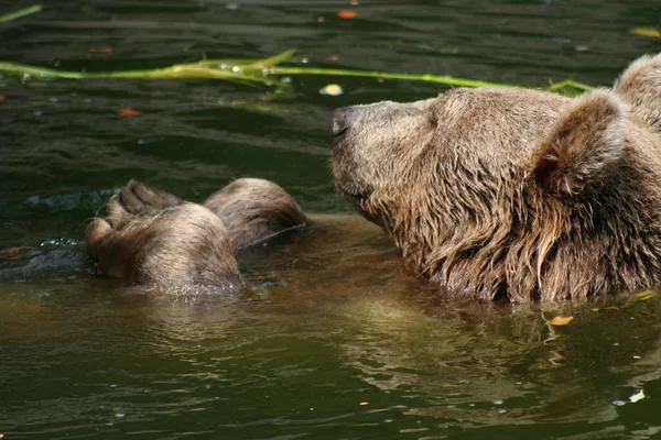 Fauna Braunbär Tiere Tierwelt — Stockfoto