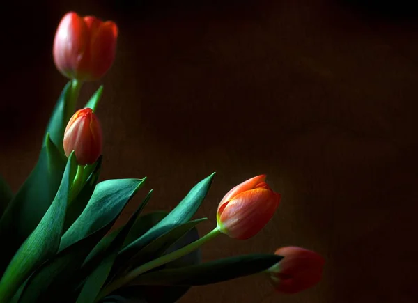 Tulipán Flores Pétalos Primavera Flora — Foto de Stock