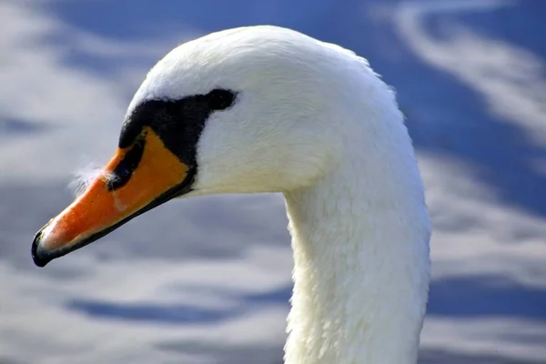 Живописный Вид Величественных Лебедей Природу — стоковое фото
